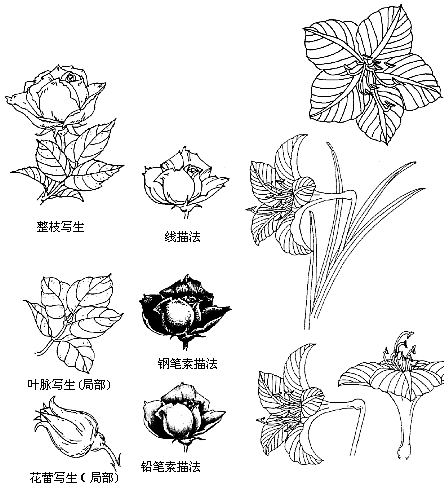 图案设计的写生技法解析