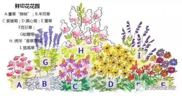 美丽花境设计小知识科普
